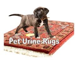 Link to pet urine solutions for area rugs